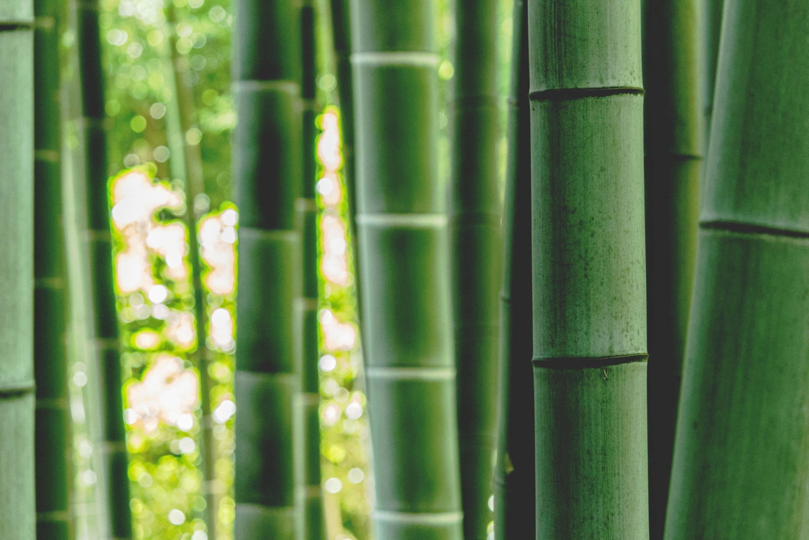 How we make our bamboo clothes Asquith