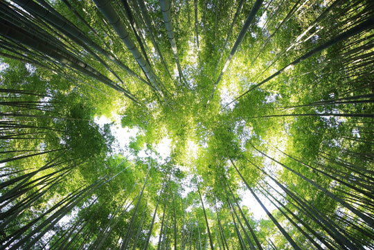 Why Bamboo Is Always Better For Activewear [VIDEO]